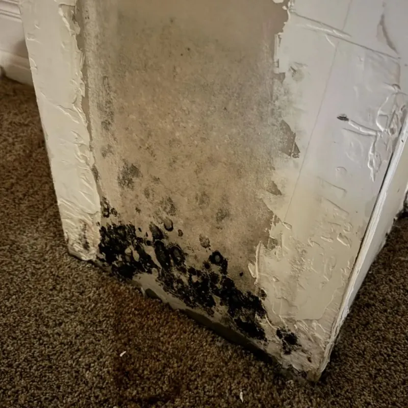 Professional Mold Removal in Spencer, TN